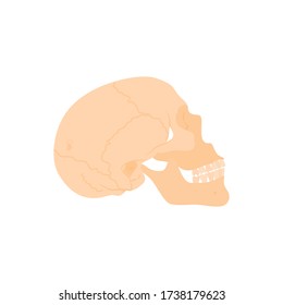 Vector illustration of an isolated human skull. Precise positioning of head bones with detailed visualization. 