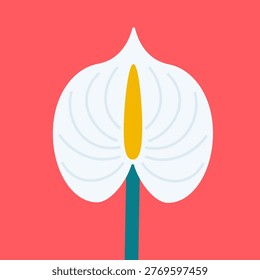 Vector illustration with isolated icon of Anthurium on orange background. Beautiful flower with white button, green stem and yellow spadix. Tailflower is designed in flat minimalist style with simplified shapes