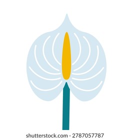 Vector illustration with isolated icon of Anthurium on white background. Beautiful flower with white button, green stem and yellow spadix. Tailflower is designed in flat style with simplified shapes