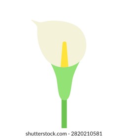 Vector illustration with isolated icon of Calla on white background. Beautiful flower with white petals. Bog arum is designed in flat minimalist style with simplified shapes