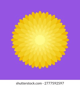 Vector illustration with isolated icon of Chrysanthemum on violet background. Beautiful flower with yellow petals. Chrysanth is designed in flat minimalist style with simplified shapes