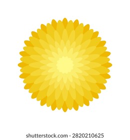 Vector illustration with isolated icon of Chrysanthemum on white background. Beautiful flower with yellow petals. Chrysanth is designed in flat minimalist style with simplified shapes