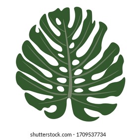 vector illustration isolated leaf of  monstera