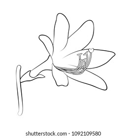 Vector illustration, isolated lily flower in black and white colors, outline hand painted drawing