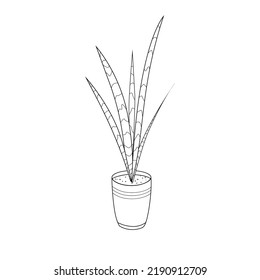 Vector illustration. Isolated line drawing of sansevieria . Image of a coloring book page for children with an image of a cactus. Suculent, cactus, child, doodle,sansevieria.