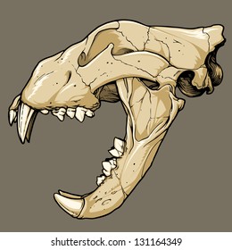 Vector illustration of an isolated lion skull (profile view). Black line work has been grouped separately from color (which has also been grouped).