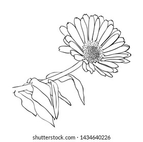 Vector illustration, isolated marigold flower with leafs in black and white colors, outline hand painted drawing
