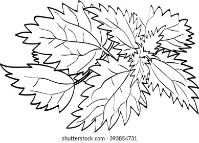 Vector illustration of isolated nettle leaves. Monochrome graphic:  white and black. Hand drawing.