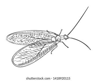 Vector illustration, isolated Neuroptera insect in black and white colors, outline hand painted drawing