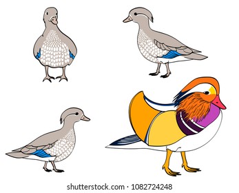 Vector illustration Isolated object on white background.. The family bird, Mandarin duck, goose. ducklings young children