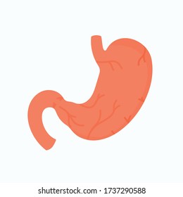 Vector illustration of an isolated object. Stomach and its detailed structure, organ view from the front.