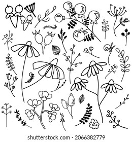 Vector illustration isolated on light background hand draw doodle flowers, herbal tea and berries