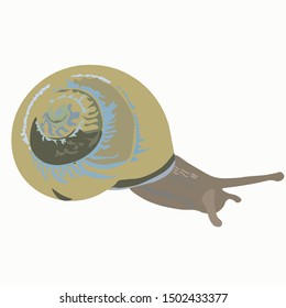  Vector illustration isolated on white. Watercolor snail. Armor maluska natural tones Wildlife, speed, armor.  