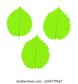 Vector illustration, isolated on a white. Leaves.