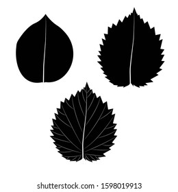 Vector illustration, isolated on a white. Leaves.
