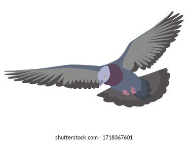 Vector illustration isolated on white background dove flying with spread wings