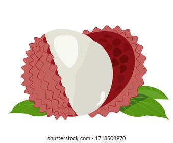 Vector illustration isolated on white background lychee fruit white pulp