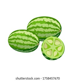 Сucamelon vector illustration isolated on white background. Juicy tropical exotic fruits - mouse melons whole and halved.