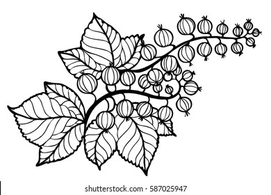 Vector illustration isolated on white background. Currant berries and leaves drawn in lines. Floral line art element.