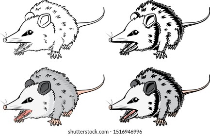 Vector Illustration Of An Isolated Opossum Showing Its Teeth Rendered In Four Versions In Black And White And Color