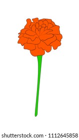 Vector illustration, isolated orange tagetes flower, outline hand painted drawing