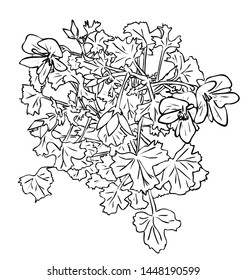 Vector illustration, isolated Pelargonium houseplant flowers with leafs in black and white colors, outline hand painted drawing