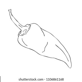Vector illustration, isolated pepper in black and white colors, outline hand painted drawing
