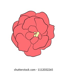 Vector illustration, isolated pink gloxinia flower, outline hand painted drawing