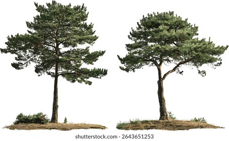 Vector illustration of isolated Pinus contorta and Picea mariana trees cutout, forest conifers, evergreen woods, nature landscape, wilderness plants, botanical clipart.