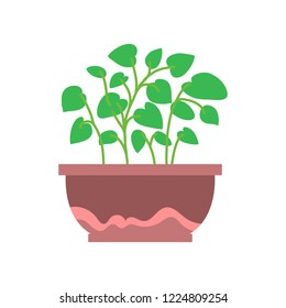 Vector illustration, isolated potted plant, flat style. Can be used as interior element, applicable for bright home decorations leaflets, hygge illustrations etc.