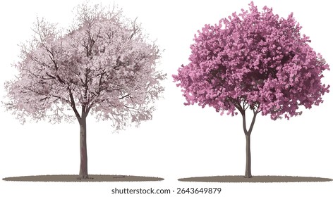 Ilustração vetorial do subg de Prunus isolado e árvores de Handroanthus impetiginosus, recorte, silhueta florestal conjunto, pacote de folhagem verde, coleção de tipos de árvores, gráficos de árvore, vegetação de parque.