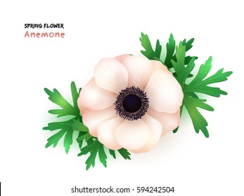 vector illustration of isolated realistic blooming anemone flower with leaves.