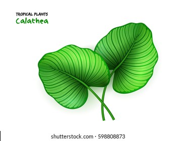 vector illustration of isolated realistic calathea leaves