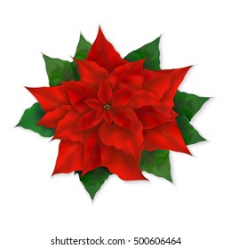 vector illustration of isolated realistic christmas red poinsettia flower.