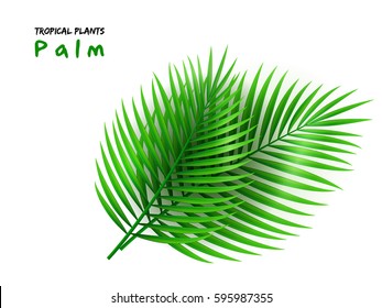 vector illustration of isolated realistic palm leaves.
