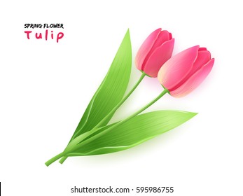 vector illustration of isolated realistic spring blooming tulip flower with leaves.