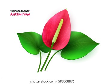 vector illustration of isolated realistic tropical blooming anthurium flower with leaves.