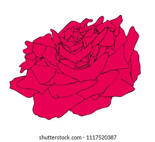 Vector illustration, isolated red rose flower, outline hand painted drawing