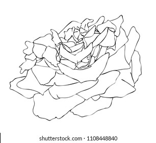 Vector illustration, isolated rose flower in black and white colors, outline hand painted drawing