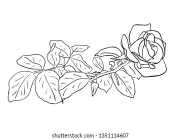 Vector illustration, isolated rose flower with leafs in black and white colors, outline hand painted drawing