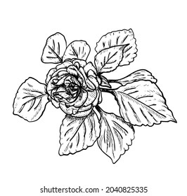 Vector illustration, isolated rose flower with leafs in black and white colors, outline hand painted drawing