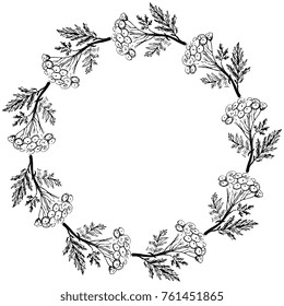 Vector illustration. Isolated round floral frame. Wreath of tansy flowers. Based on hand drawn sketch.