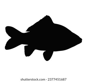 Vector illustration of a isolated silhouette of carp fish on white background.