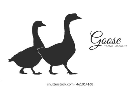 Vector illustration: Isolated silhouette of couple geese on white background.