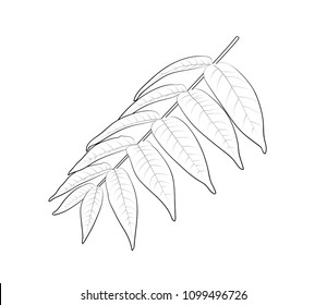 Vector illustration, isolated smooth sumac branch with leaves in black and white colors, outline hand painted drawing