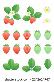 Vector illustration of isolated strawberries.