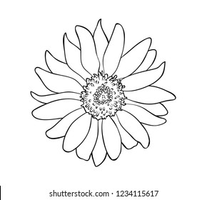 Vector illustration, isolated sunflower flower in black and white colors, outline hand painted drawing