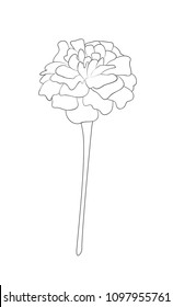 Vector illustration, isolated tagetes flower in black and white colors, outline hand painted drawing