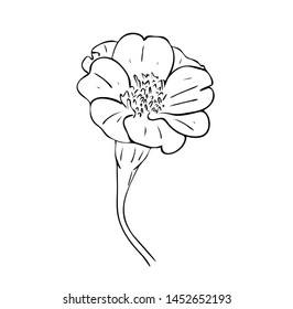 Vector illustration, isolated tagetes flower in black and white colors, outline hand painted drawing