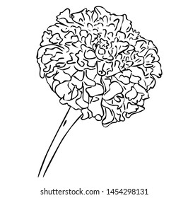 Vector illustration, isolated tagetes flower in black and white colors, outline hand painted drawing